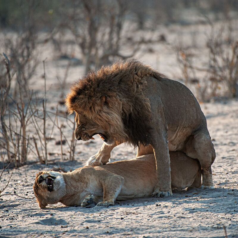 лев, ботсвана Просто львыphoto preview