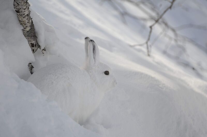 заяц, зима Зайчикphoto preview