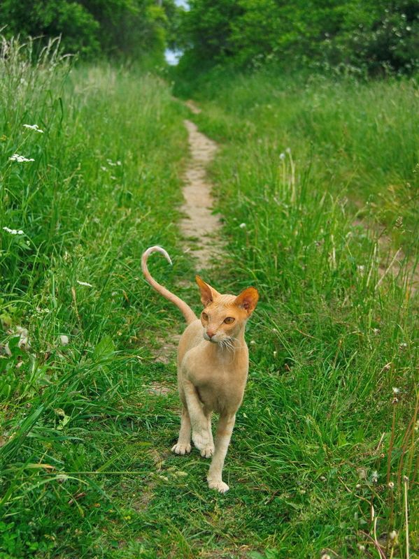 кот, просто кот Хвост крючком!photo preview