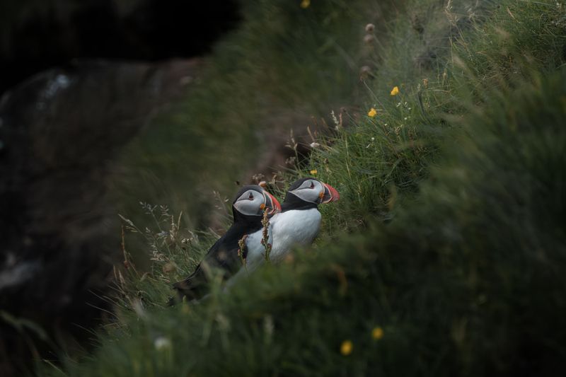 Puffinsphoto preview