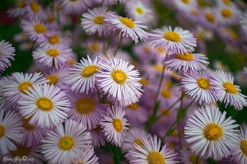 Неженки....photo preview