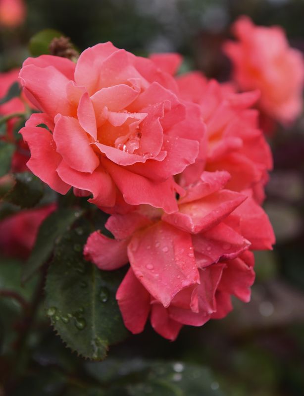 После дождяphoto preview