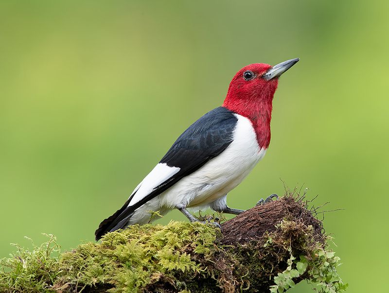 red-headed woodpecker, красноголовый меланерпес, woodpecker, дятел Red-headed woodpecker - Красноголовый меланерпесphoto preview