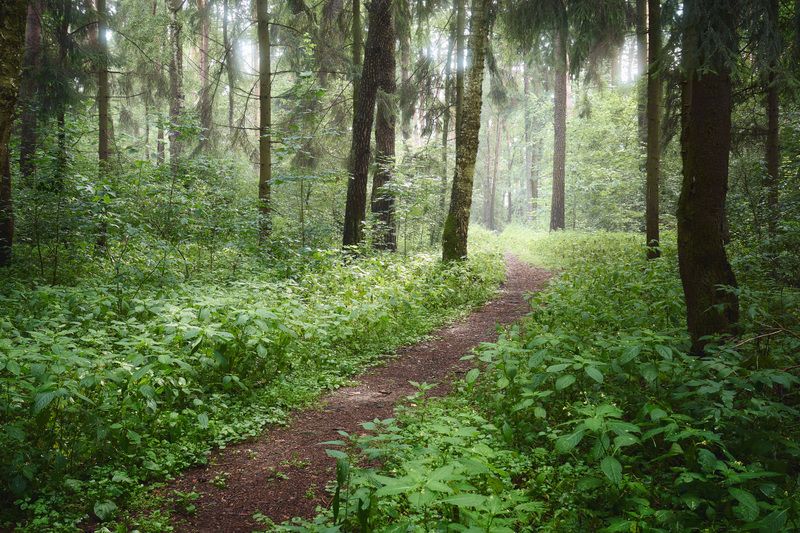 лес, деревья, листва, свет В летнем лесуphoto preview