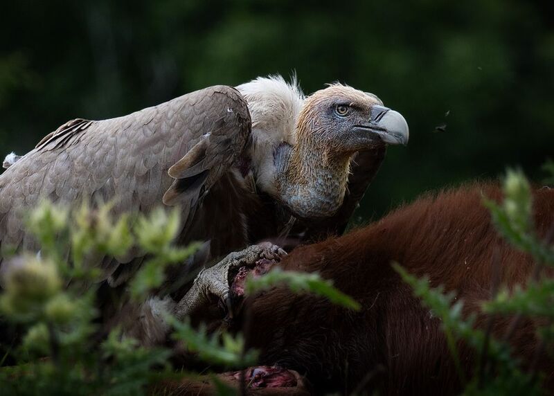 Белоголовый сип фото превью