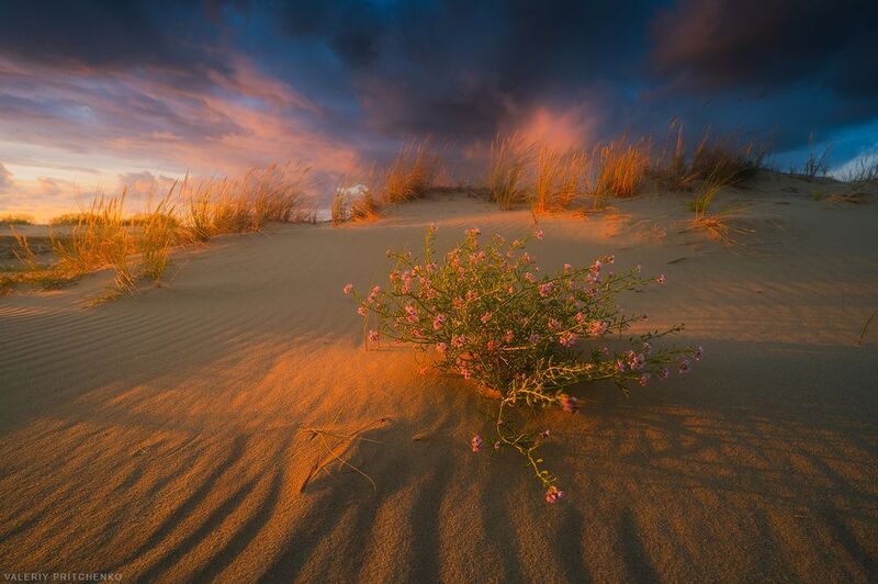 В дюнахphoto preview