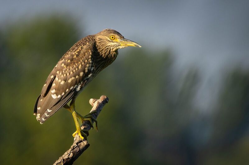 Квакваphoto preview