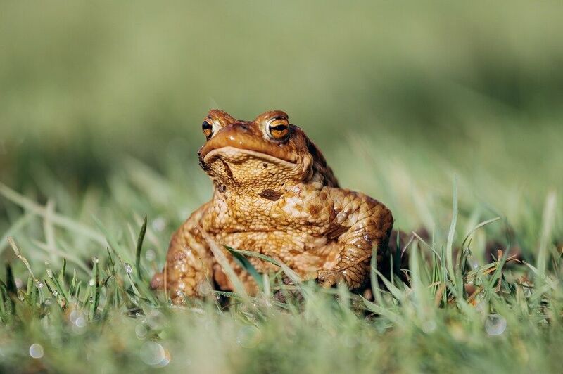 Царевна-лягушкаphoto preview