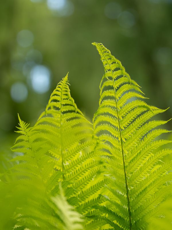 Family / Семьяphoto preview