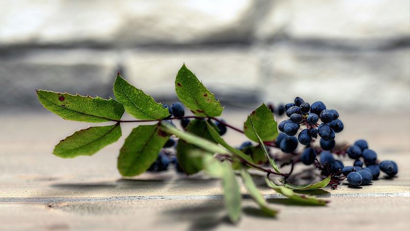 Натюрморт  И как же назвать photo preview