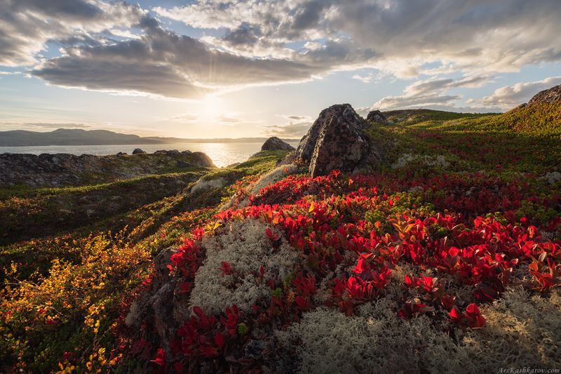 тундра, кольский, мурманская область, териберка, осень в тундре, арктика, рыбачий, арктоус \