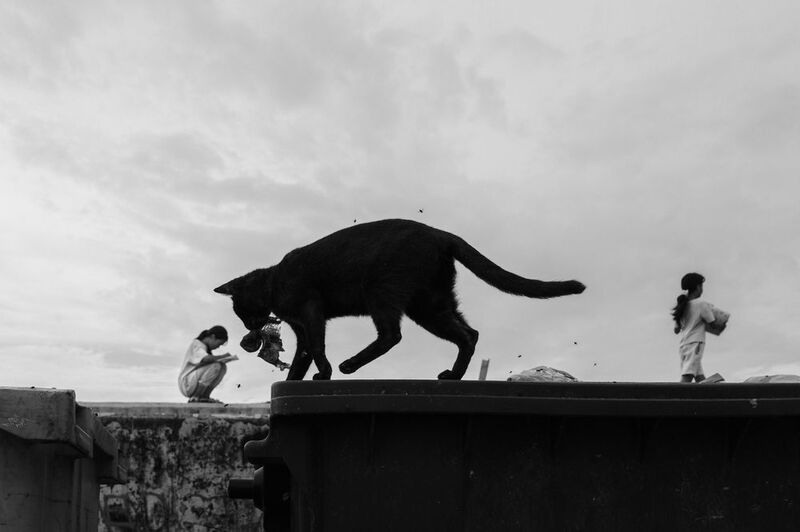 the cat and the girlsphoto preview