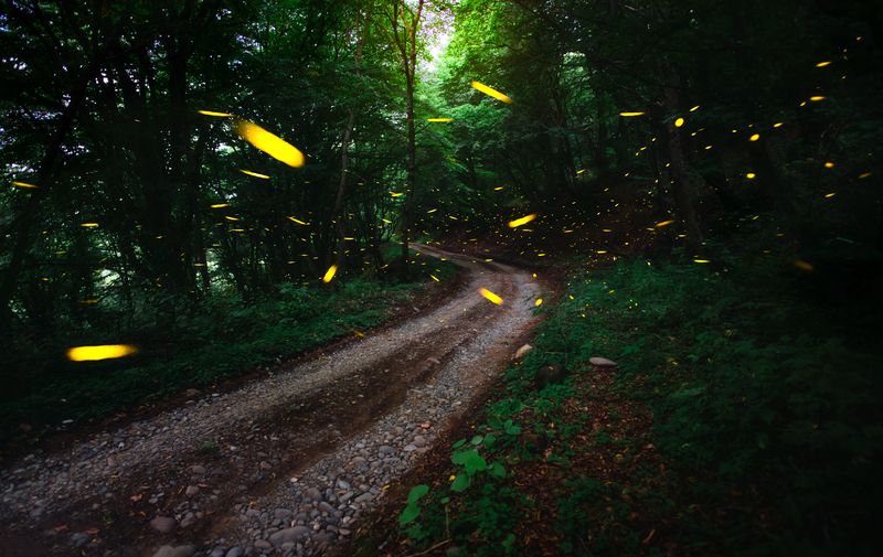 #fireflies, #landscape Magical Forest of Kojoriphoto preview