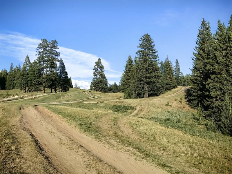 природа,алтай,дороги,деревья,лето Дорогами Алтаяphoto preview