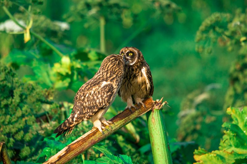 Поцелуйчикиphoto preview