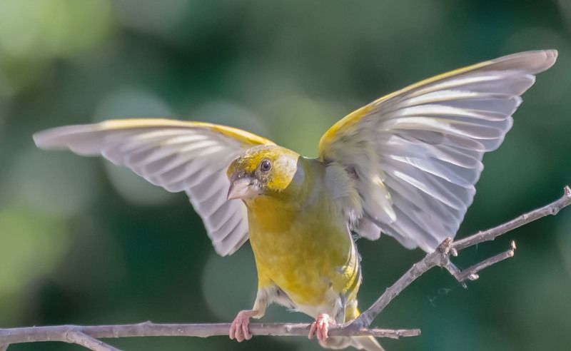 Вот такие крылышки.photo preview