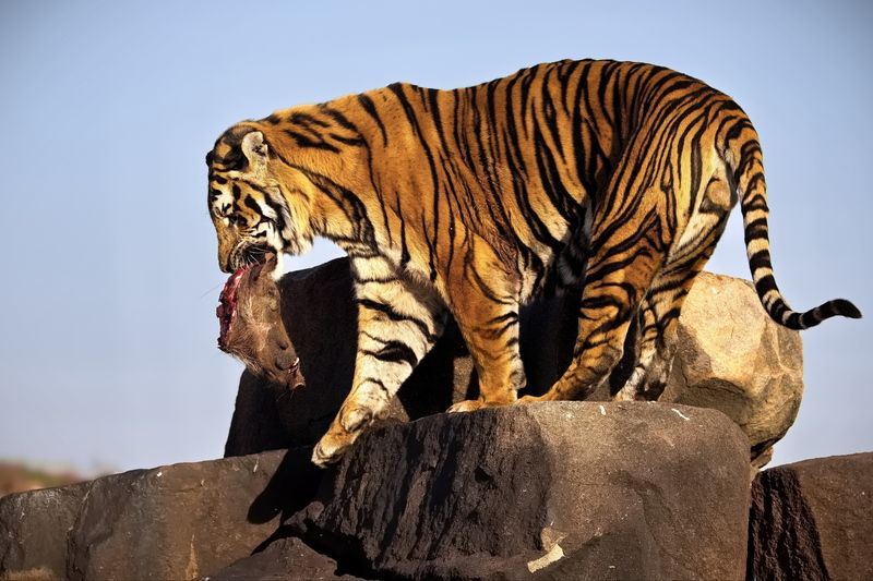 Тигриные истории - 6photo preview