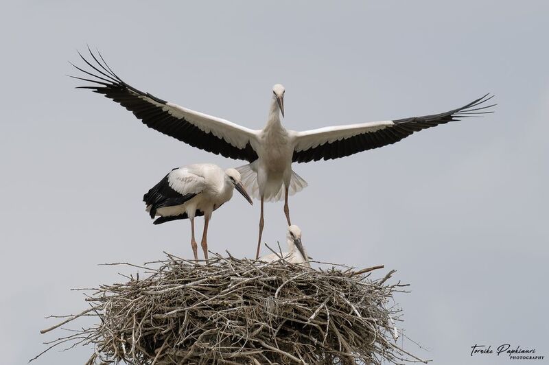 Белый аистphoto preview