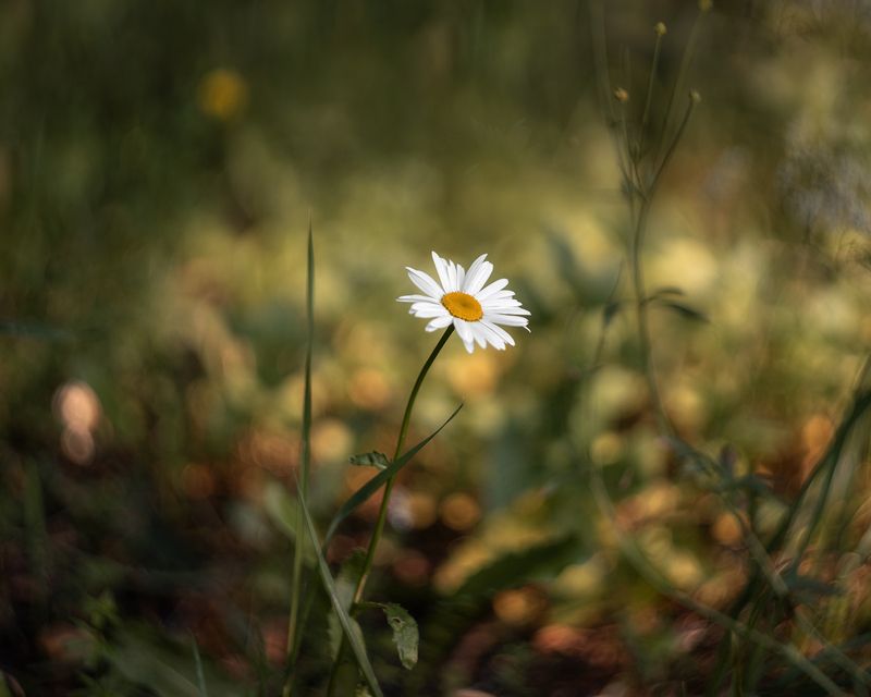 ромашка, цветок, макро, природа, гелиос, боке, растение Одинокая ромашка фото превью