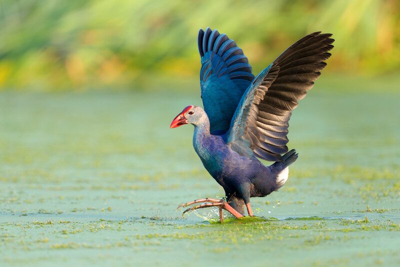 птица, фотоохота, султанка, природа, фауна Каспийская султанкаphoto preview