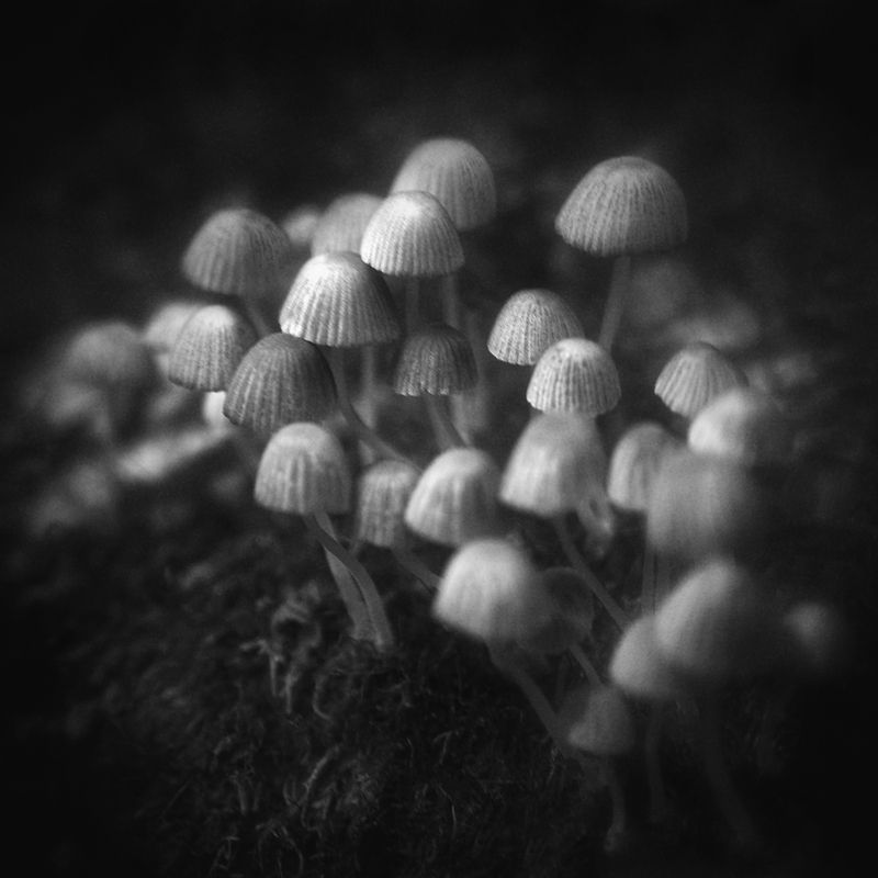 чб, грибы, лес Лес. Нижний ярус.photo preview