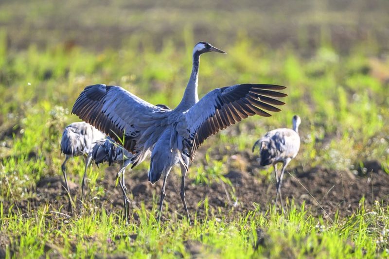 Своих в обиду не дам!photo preview