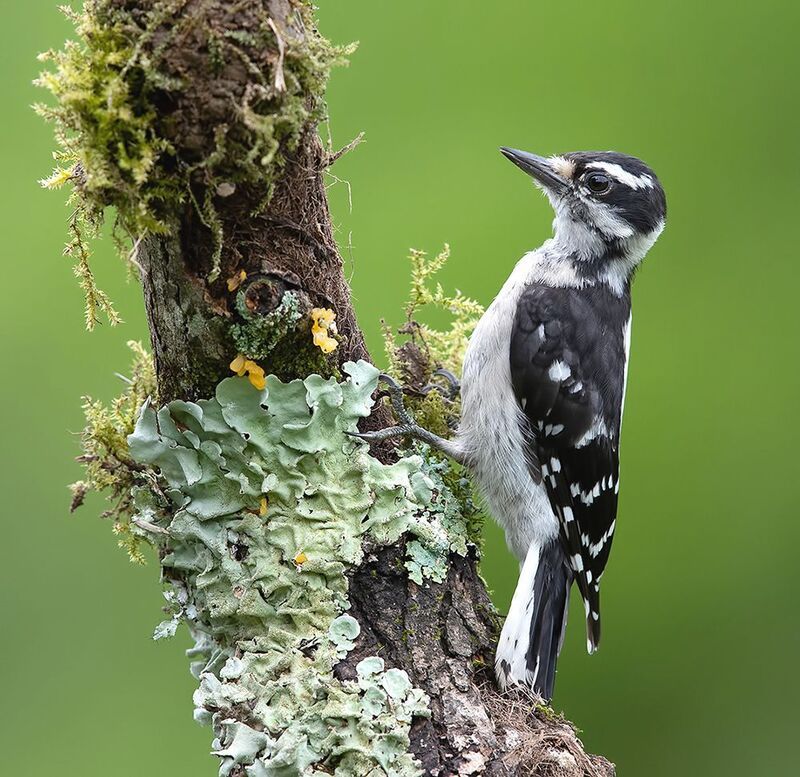 дятел,  woodpecker, downy woodpecker, пушистый дятел Downy woodpecker Female - Пушистый дятелphoto preview