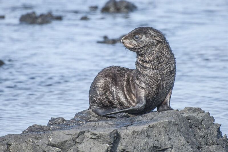 морской котик, остров Берингаphoto preview