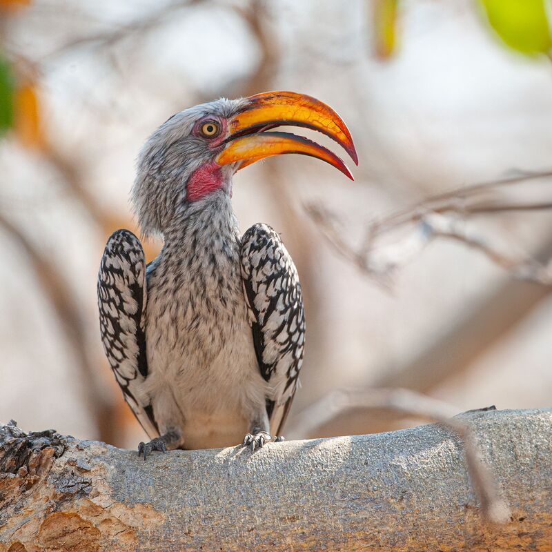 Красноклювый токо⁠⁠photo preview