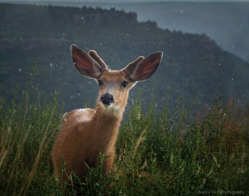 rain, deer, buck, summer, new mexico, nature, outdoors, weather, storm, wildlife, animal Little buck in the rain (Маленький олень под дождём)photo preview