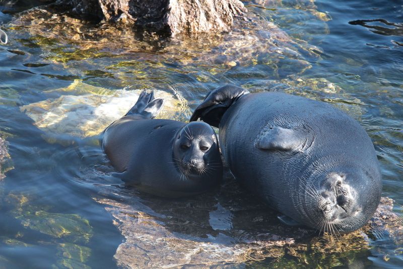 байкал Сиеста. Ушканьи островаphoto preview