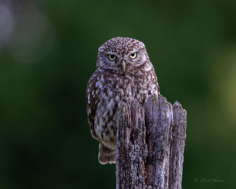little owl домовой сыч, хищники, raptors, birds, of, prey, хищные, птицы, predators Серьезный сычphoto preview