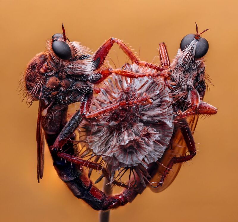 макро, ктыри, насекомые, canon Просто такая сильная любовь :)photo preview