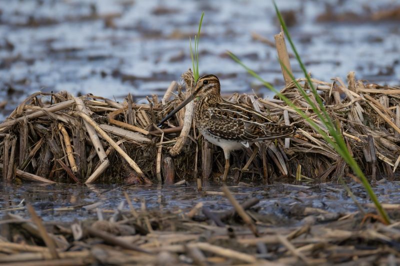 бекас, кулик, птицы, кулики Бекасphoto preview