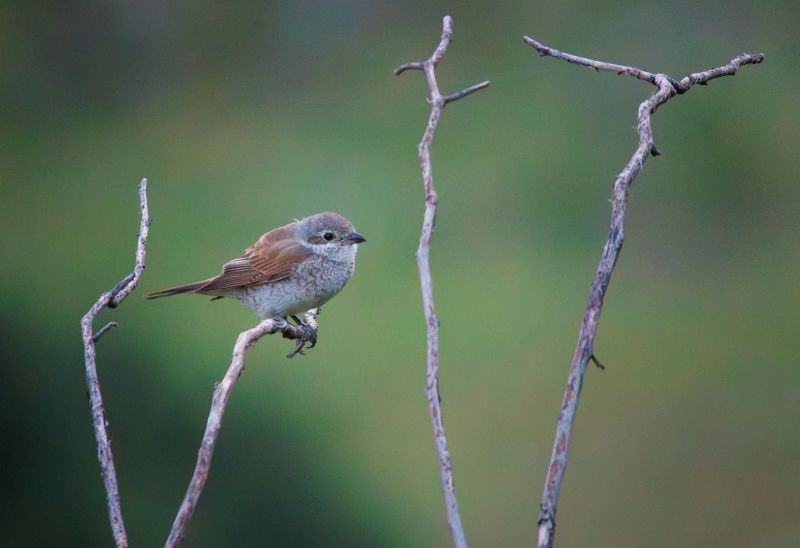 птица, сорокопут, жулан, слеток Сорокопутеныш фото превью