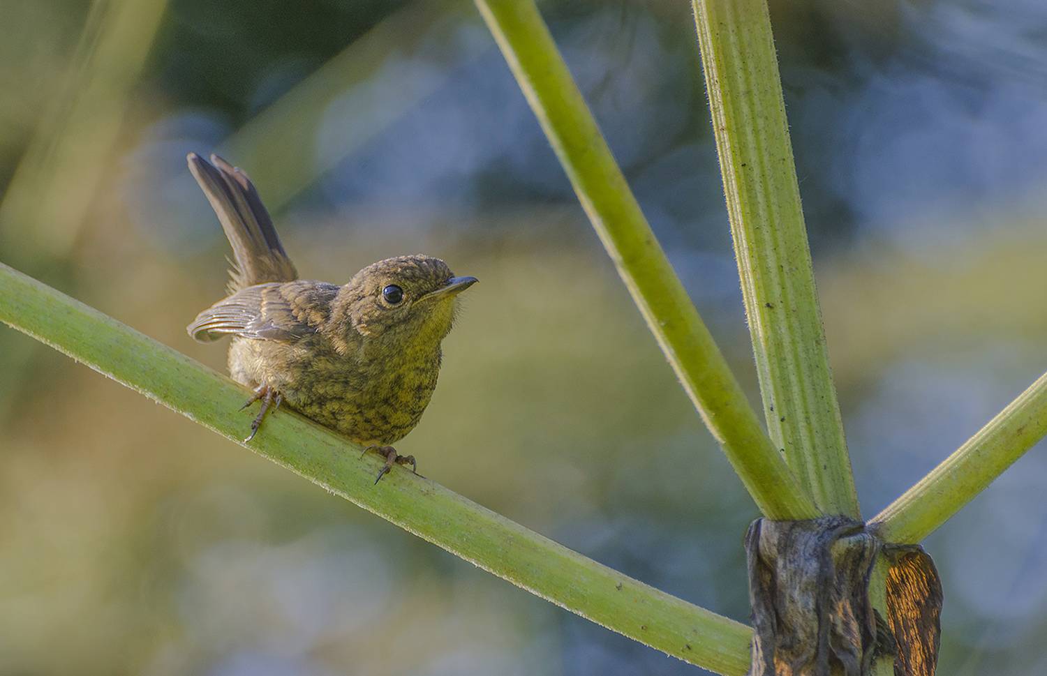Первое лето. Автор: Михаил Агеев птица, слёток, Михаил Агеев