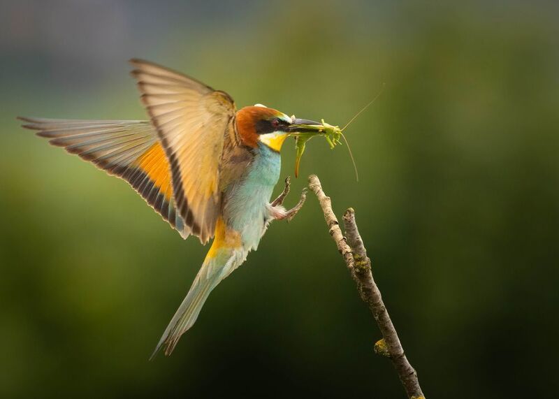 Bee-eater фото превью