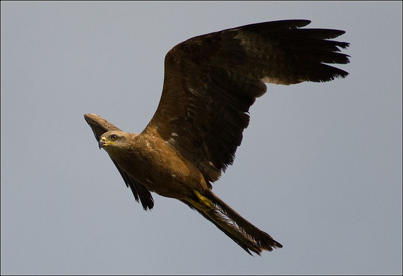 москва, июль, парк, коршун, птица *****photo preview