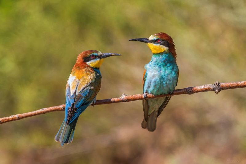 щурка, птицы, пернатые Посидим, помолчимphoto preview