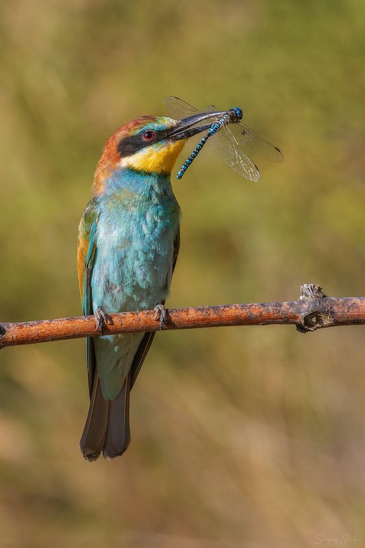 щурка, птицы, пернатые С добычейphoto preview