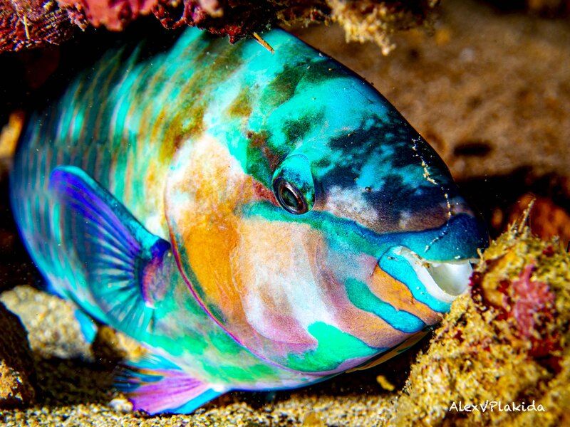 А у рыб попугаев такие же яркие сны ?photo preview