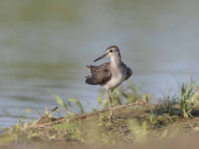 птицы,природа, лето Фифиphoto preview