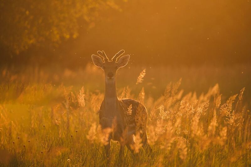 олень закат Олененокphoto preview