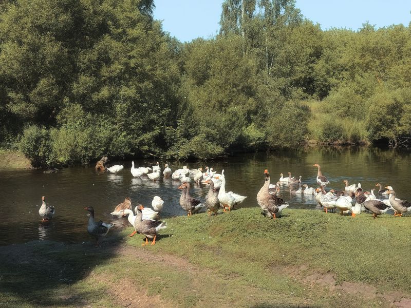 пастораль, природа, пейзаж, гуси, лето, лето в деревне,  Гусиная пастораль )photo preview