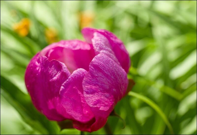 Летние цветыphoto preview