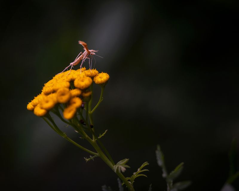 богомол, пижма, макро, флора, растение, природа, насекомое Прыжок в сумрак фото превью