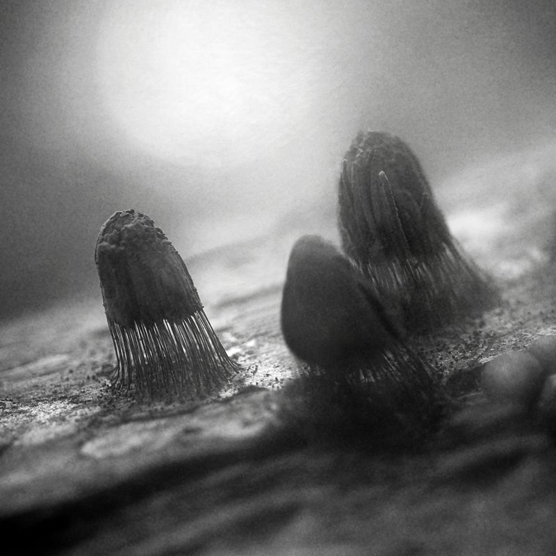 чб, макро, стемонитис Они среди нас.photo preview