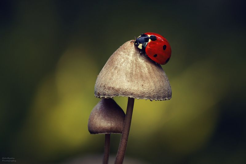 макро, насекомые, грибы, природа, божья коровка, macro, insects, mushrooms, nature, ladybug, ladybugphoto preview