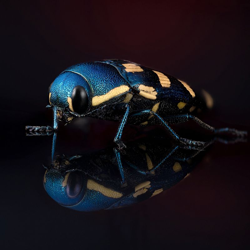 coleoptera, buprestidae, buprestis octoguttata,  златка восьмипятнистая хвойная Златкаphoto preview