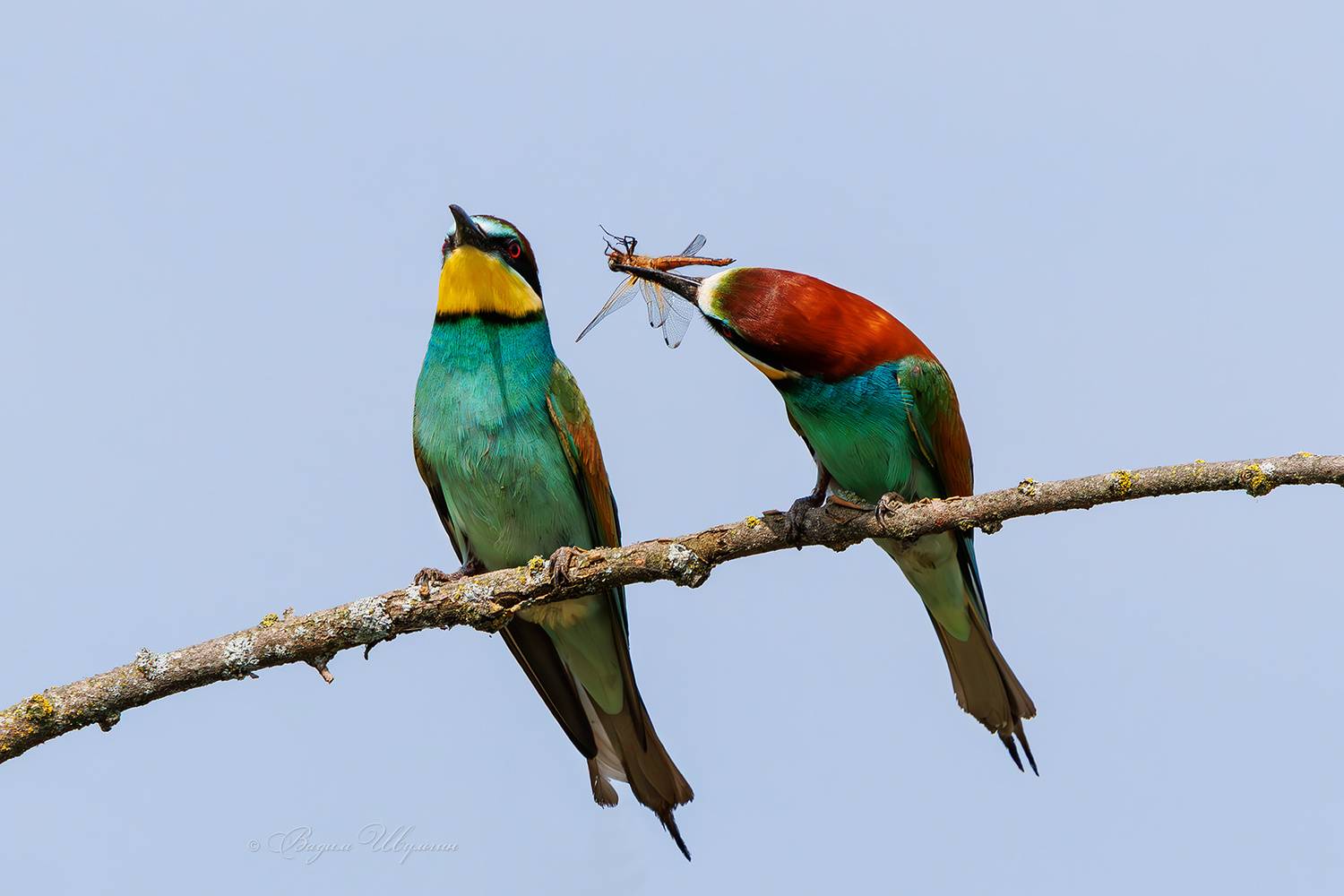 щурка, Шульгин Вадим
